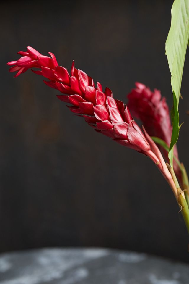 Fresh Ginger + Bird of Paradise Bouquet #3
