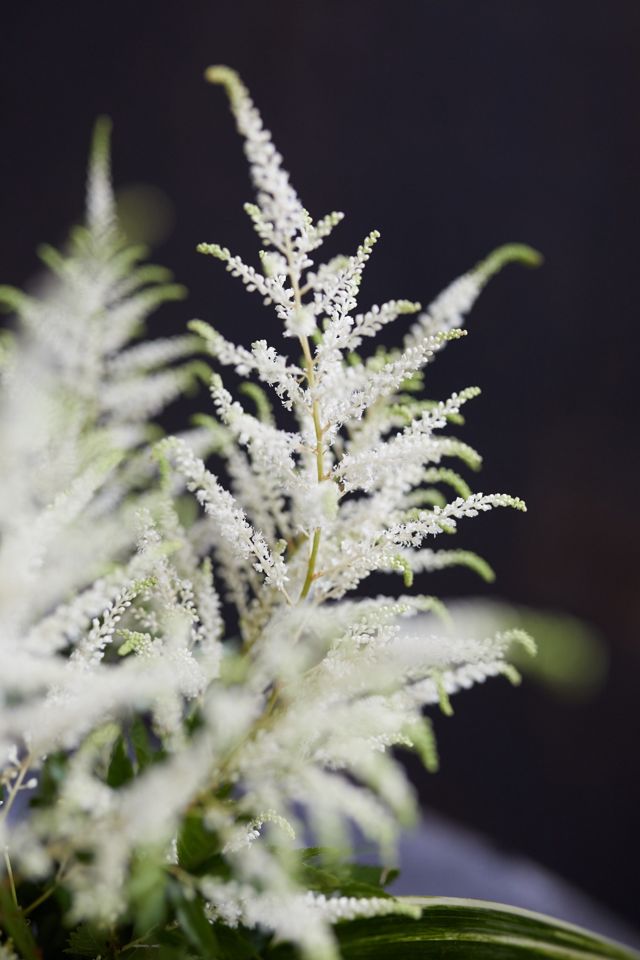 Fresh Astilbe Bouquet #2