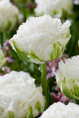 Tulip ‘Snow Crystal’ Bulbs