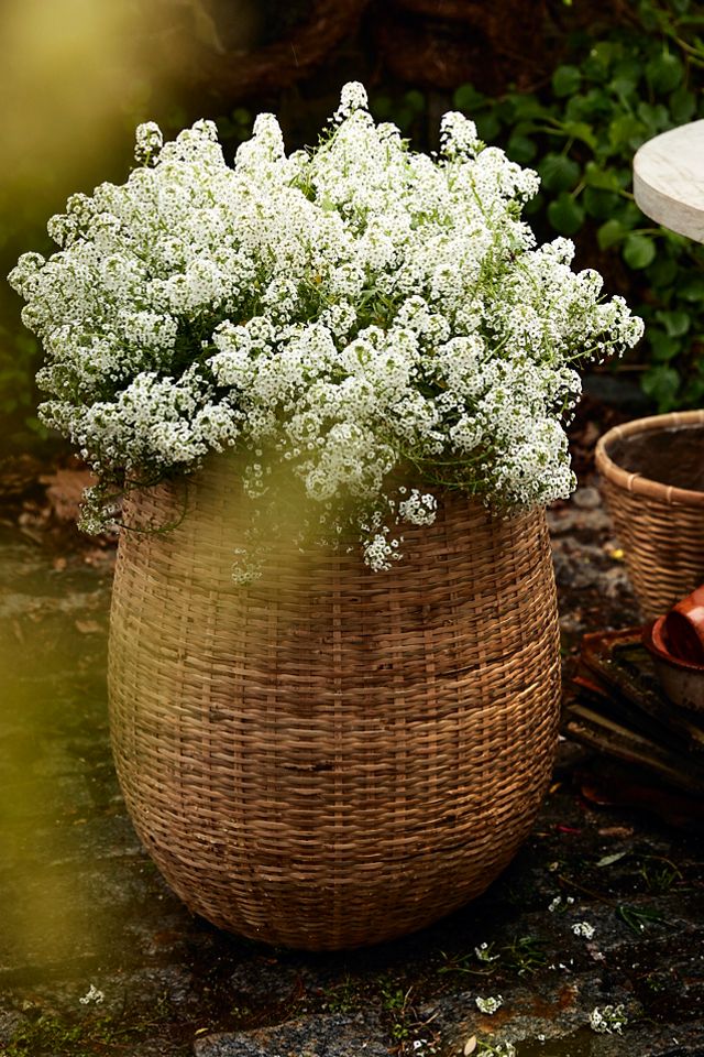 Bamboo Fiber Planter, Tall Drop #6