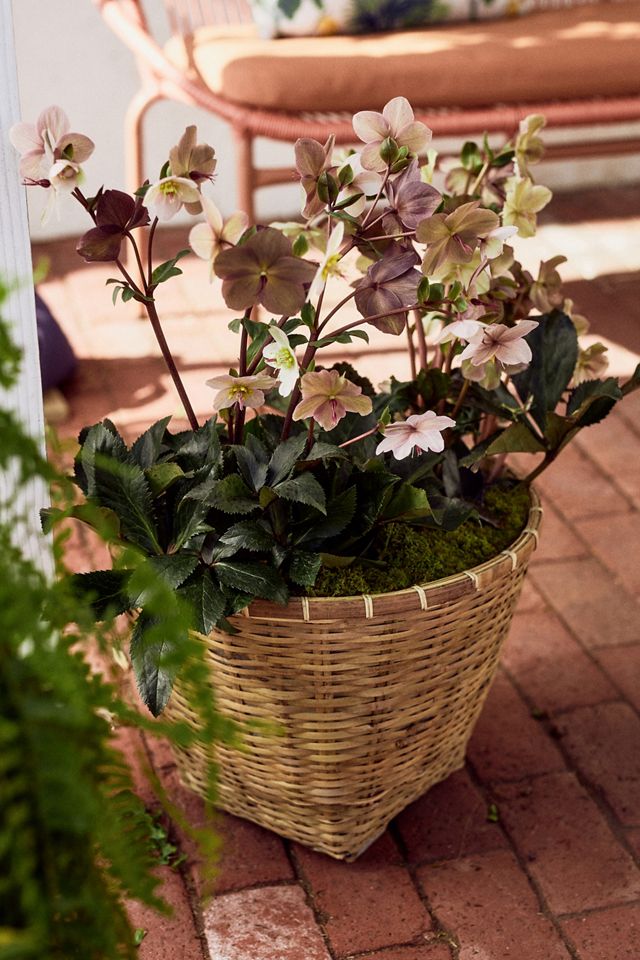 Bamboo Fiber Planter, 16" #8