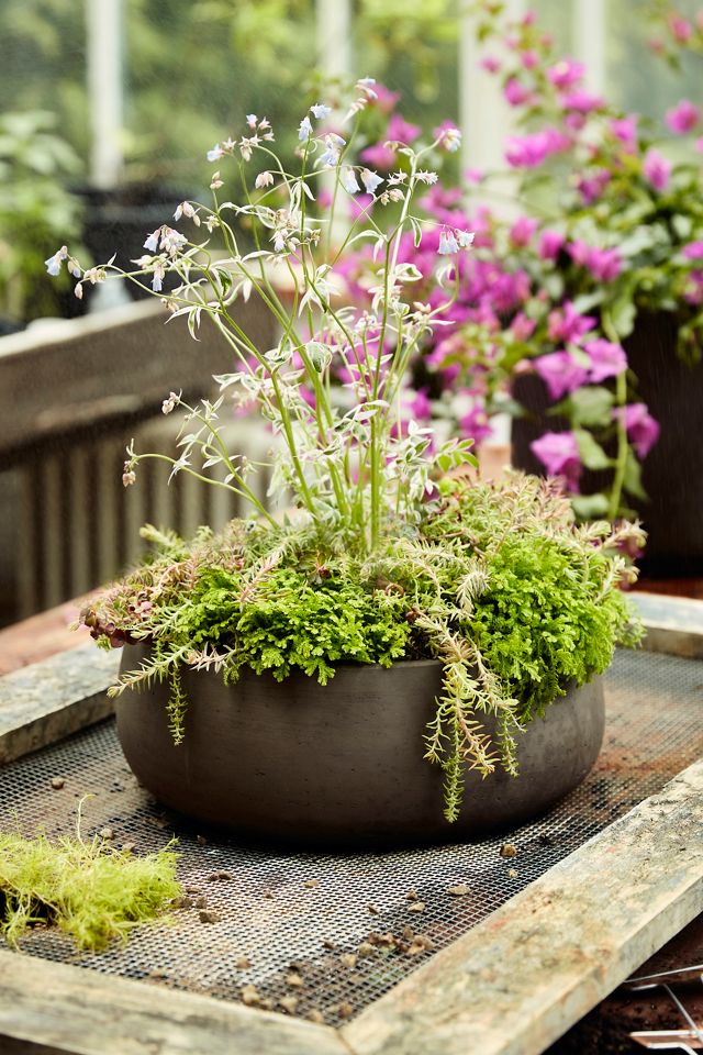 Fiber Rounded Bowl Planter, 10" #1