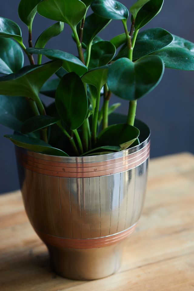 Peperomia obtusifolia, Metal Pot #1