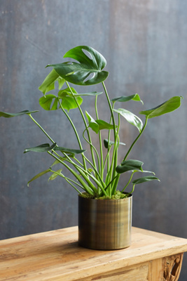 Monstera Deliciosa, Metal Pot | AnthroHome