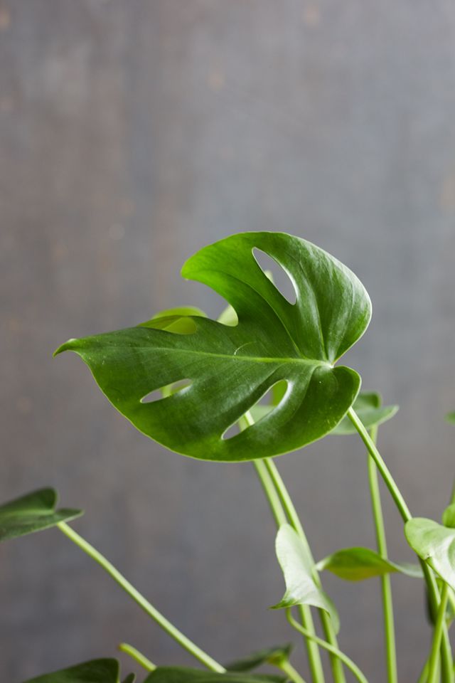 Monstera Deliciosa, Metal Pot #1