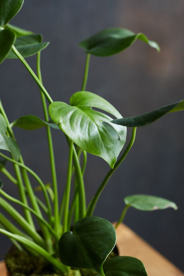 Monstera Deliciosa, Metal Pot #2