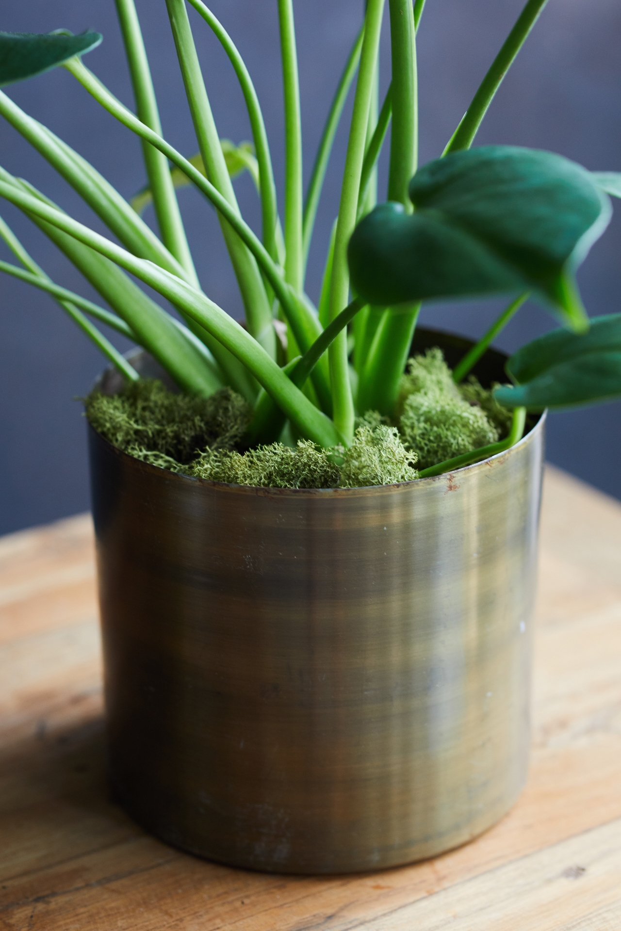 Monstera Deliciosa, Metal Pot