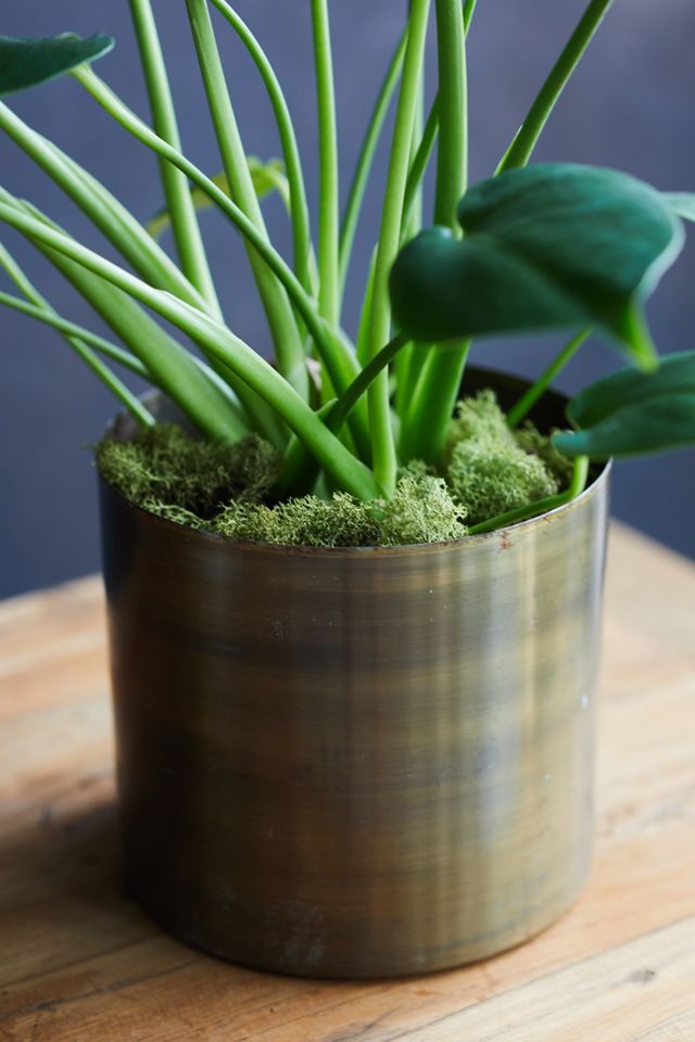 Monstera Deliciosa, Metal Pot #3