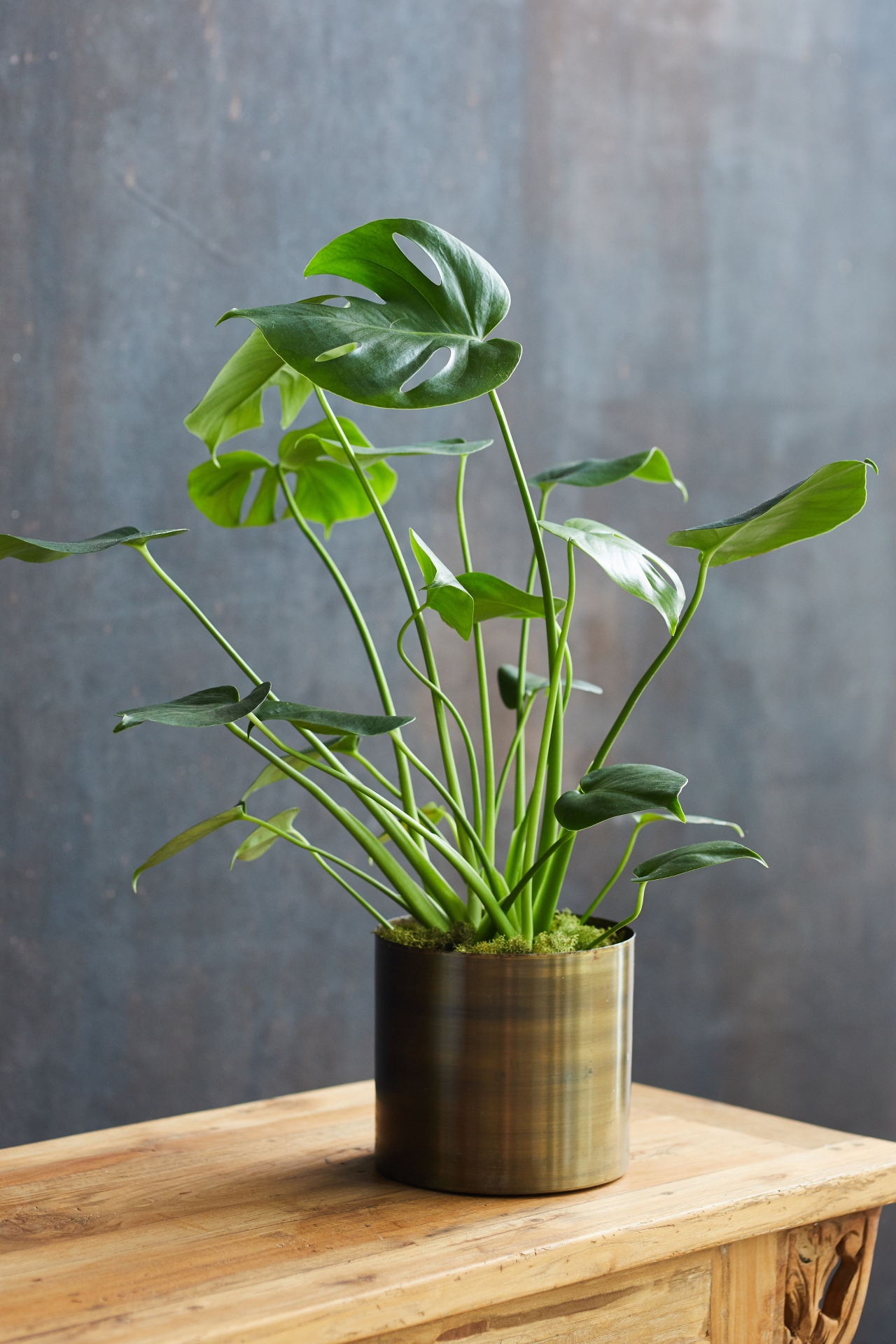 Monstera Deliciosa, Metal Pot