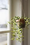 Faux Succulent in Hanging Pot #1