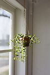 Faux Succulent in Hanging Pot