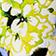 HYDRANGEA