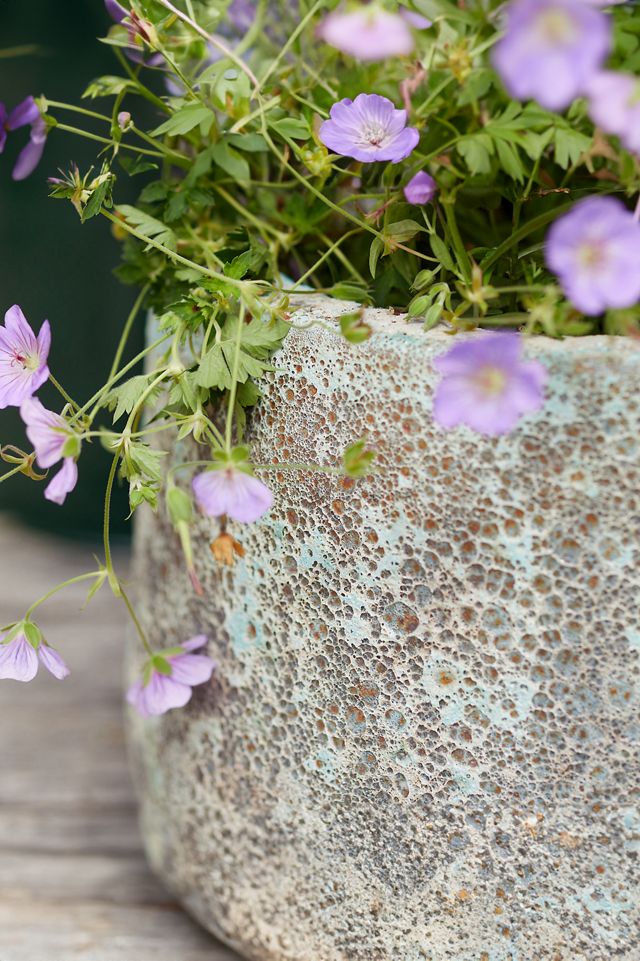 Barnacle Lucy Planter #1