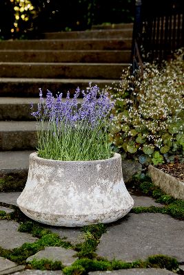 Barnacle Tall Modern Pot, 16