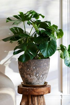 Barnacle Rounded Egg Planter