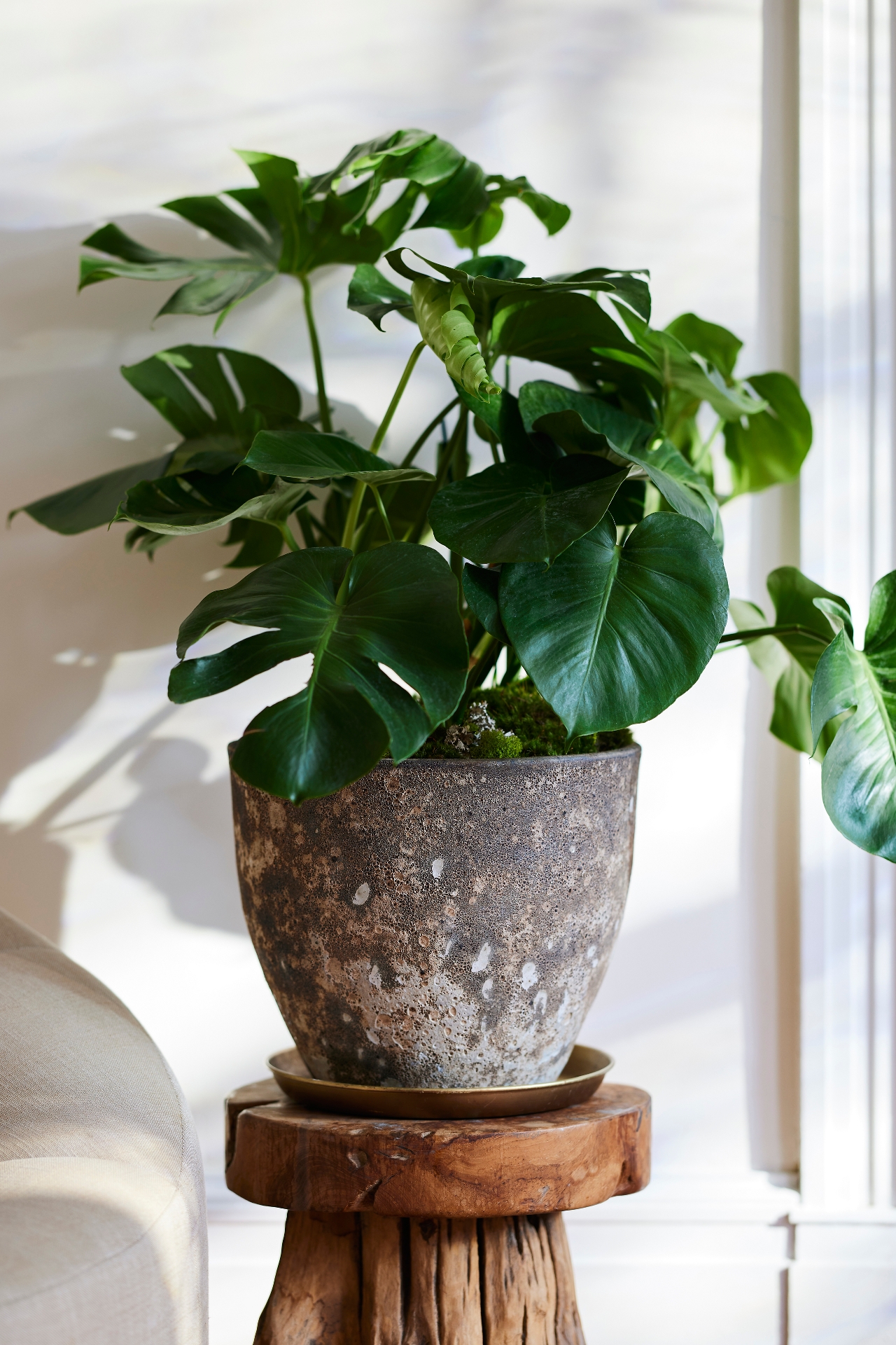 Barnacle Rounded Egg Planter