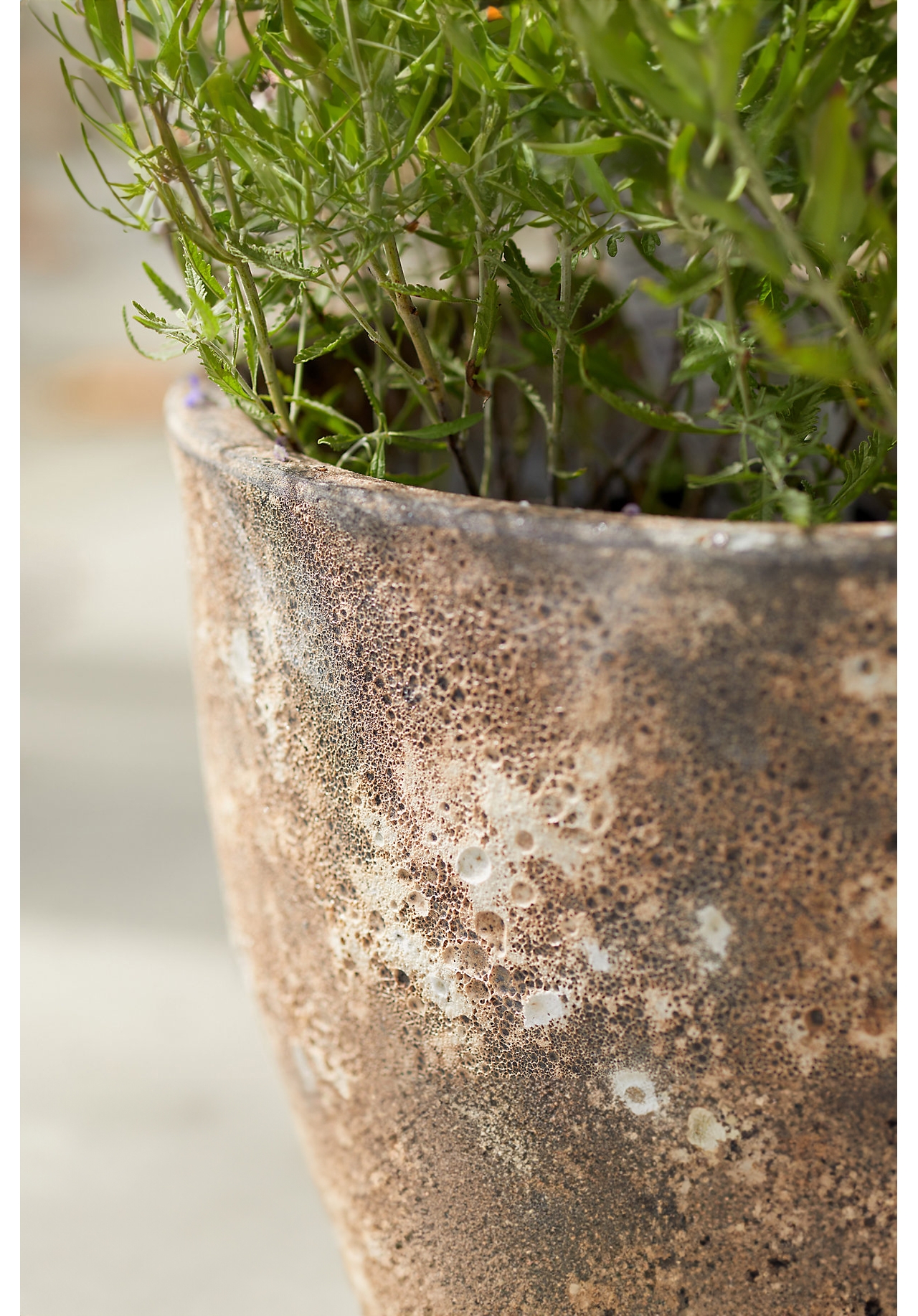 Barnacle Rounded Egg Planter