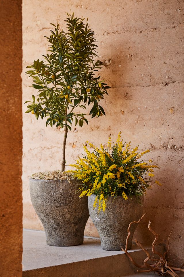Barnacle Tulip Planter, 20" #3