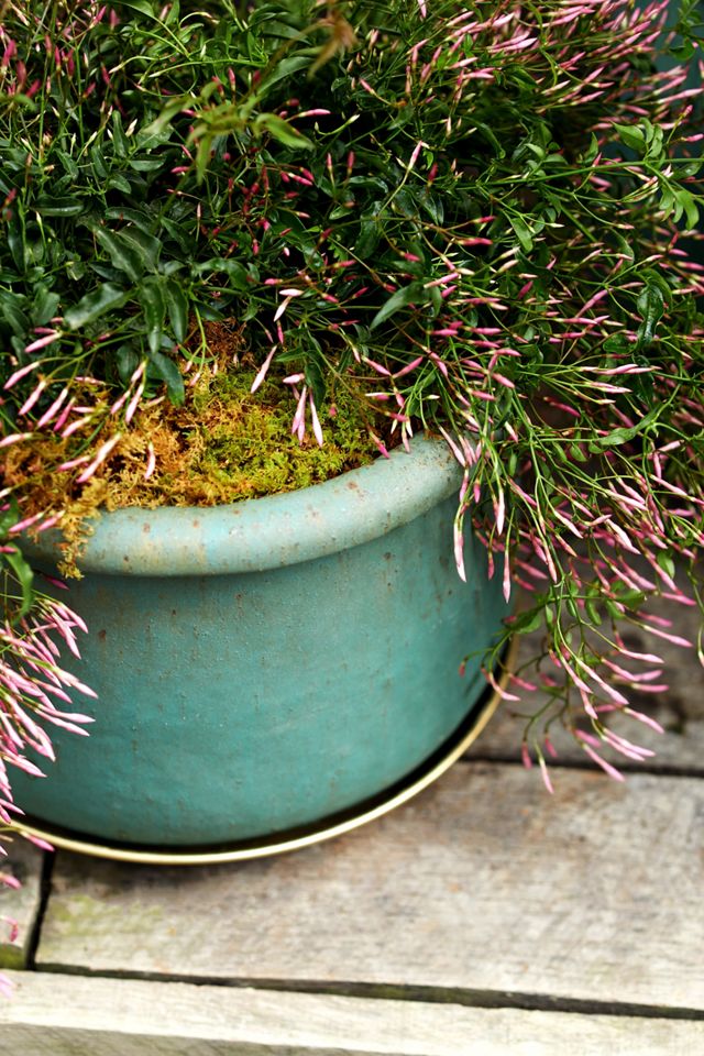 Roll Top Low Ceramic Planter, 13" #3