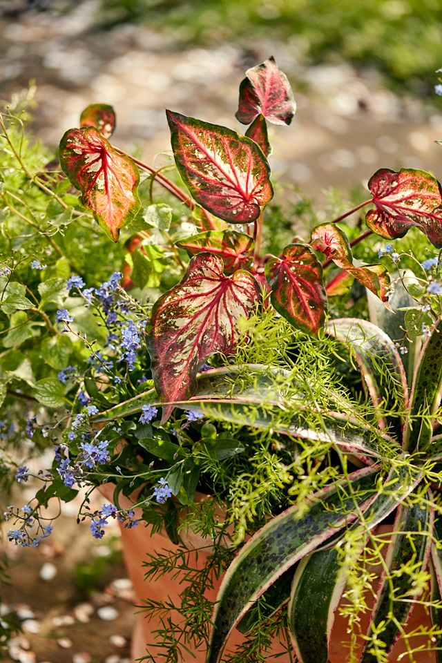 Tapered Terracotta Planter #2