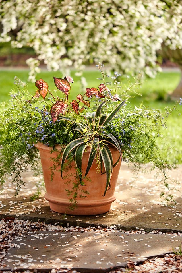 Tapered Terracotta Planter #1