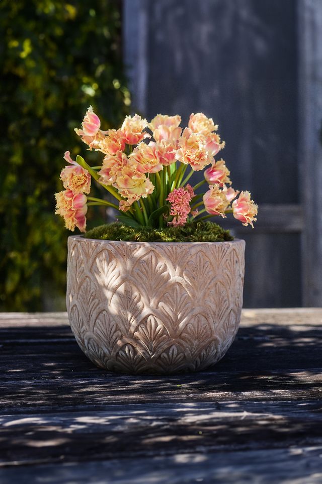 Paloma Ceramic Bowl Planter #4