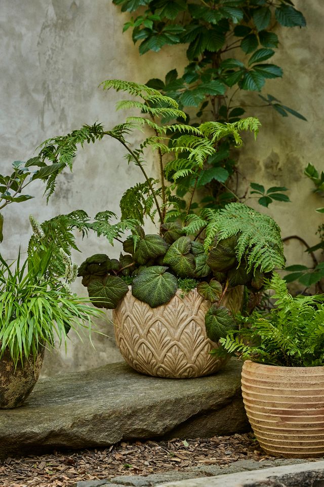 Paloma Ceramic Bowl Planter, 15" #5