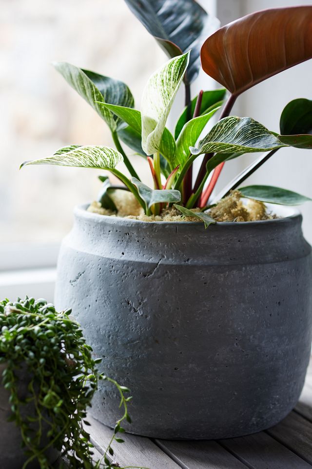 Concrete Jar Planter, 10" #1