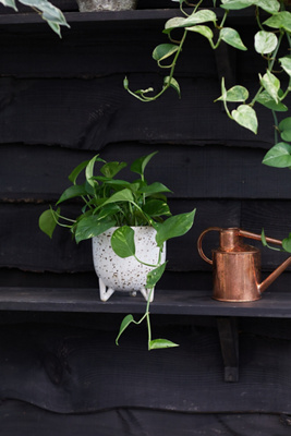 Pothos marble, Speckled Ceramic Pot | Anthropologie