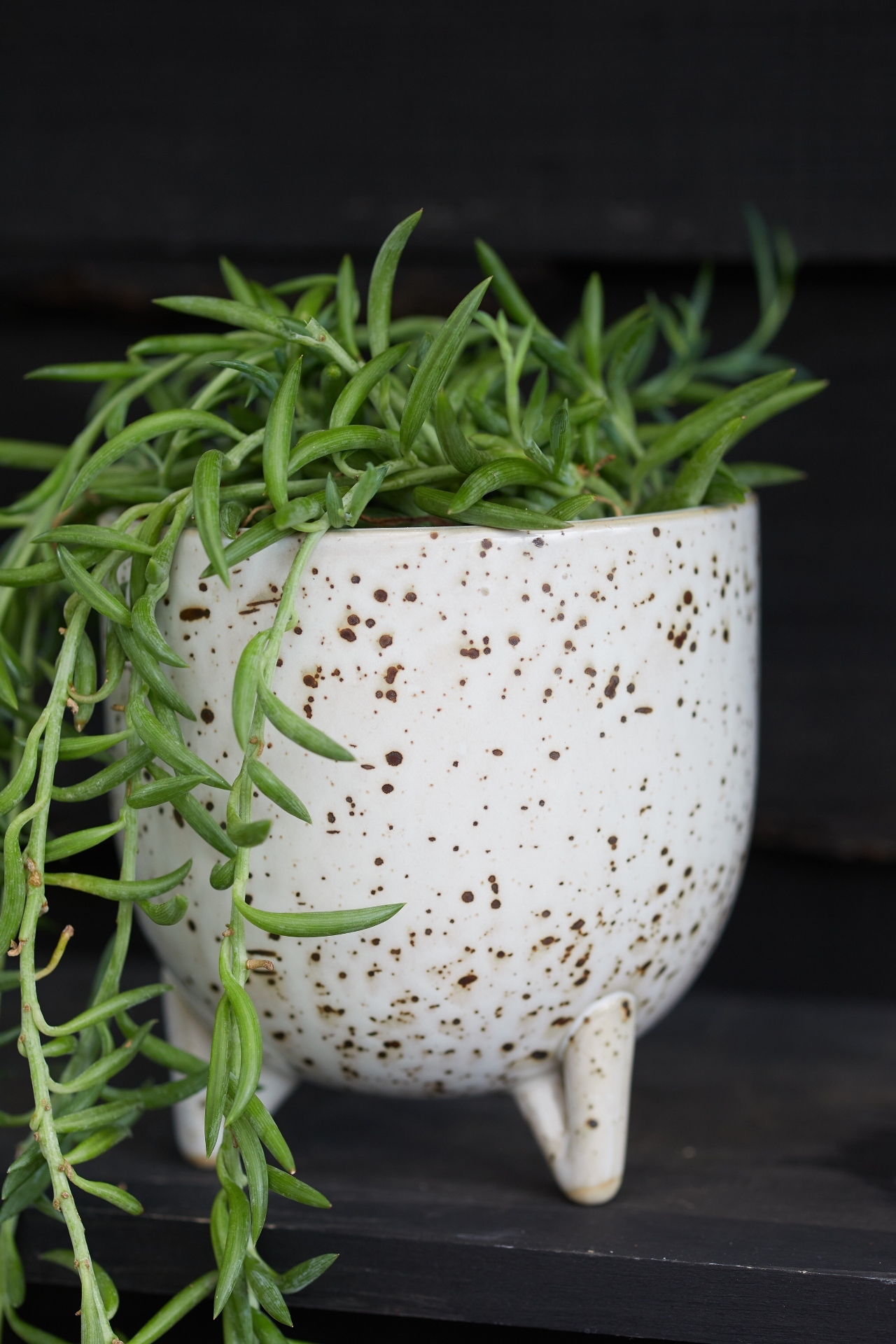 String of Fish Hooks Plant, Ceramic Pot