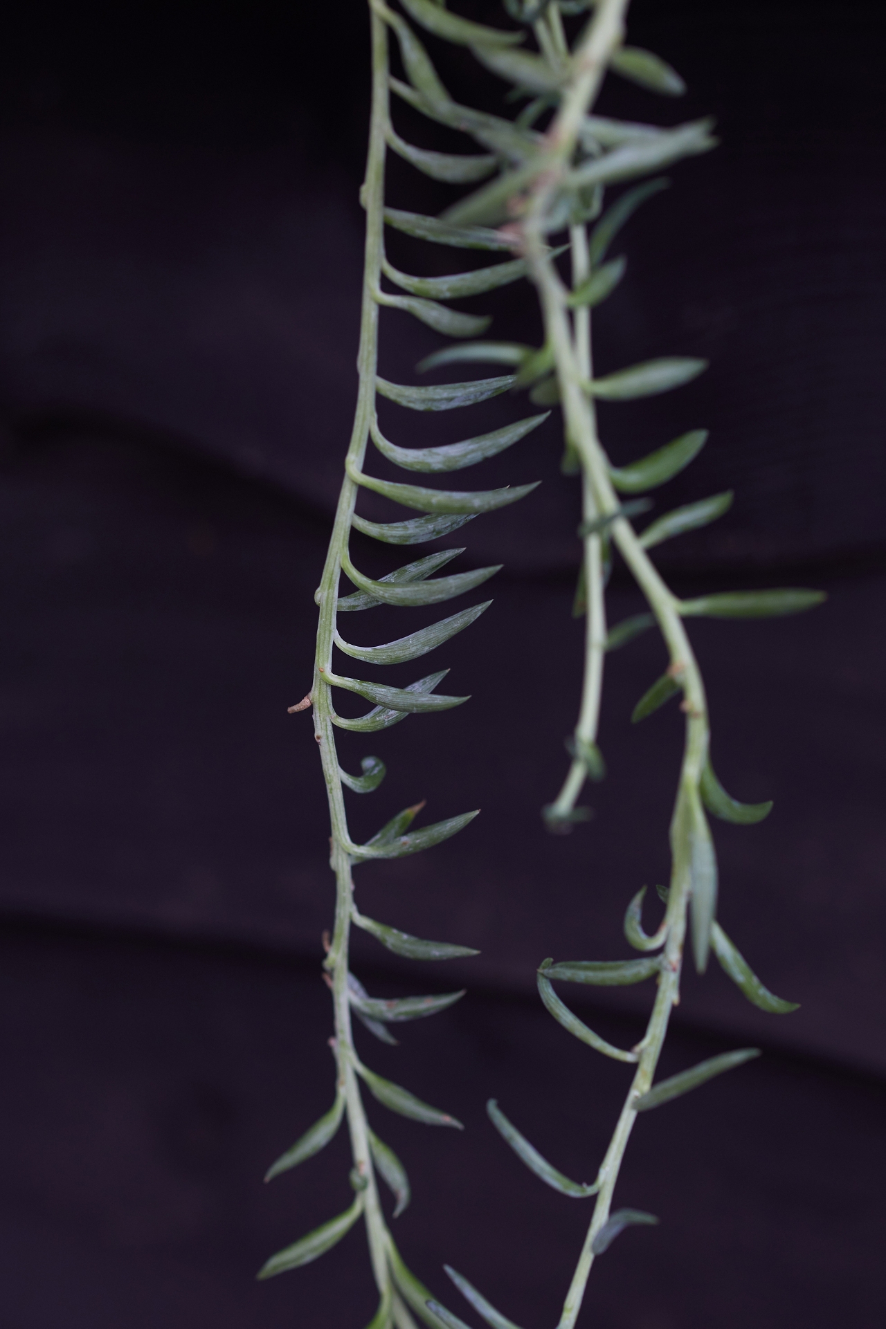 String of Fish Hooks Plant, Ceramic Pot