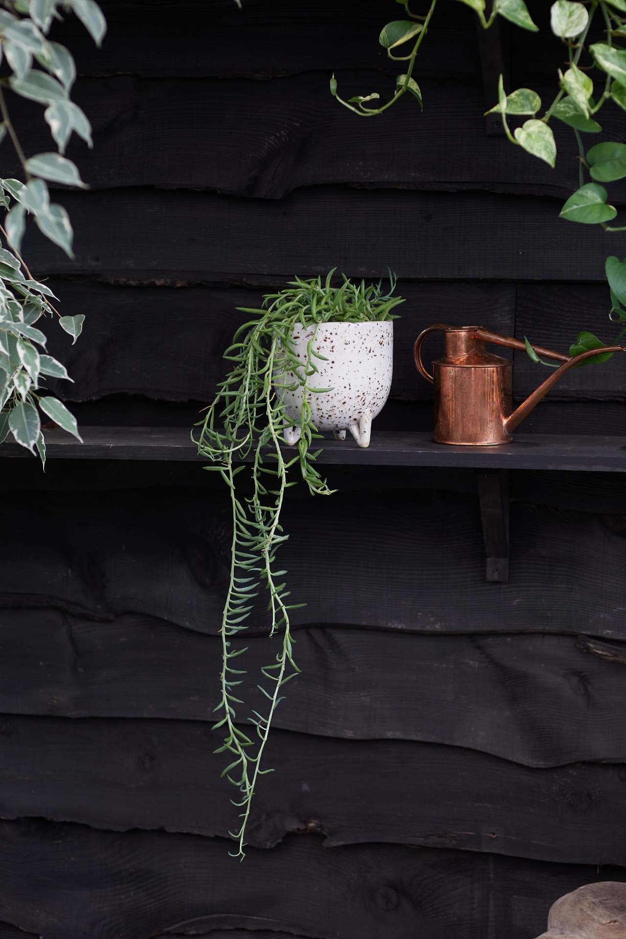 String of Fish Hooks Plant, Ceramic Pot