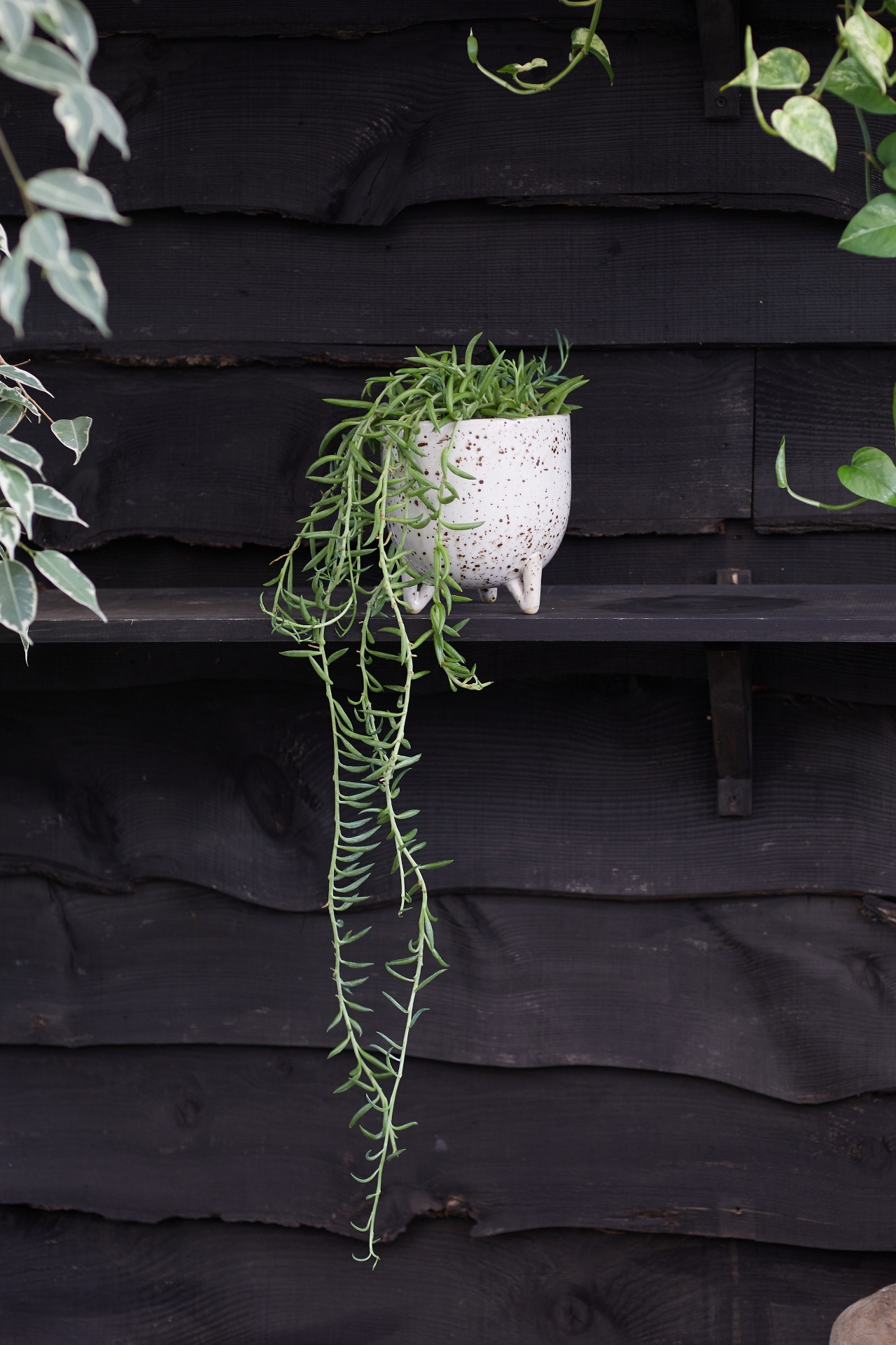 String of Fish Hooks Plant, Ceramic Pot