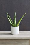 Aloe Plant, White Ceramic Pot #1