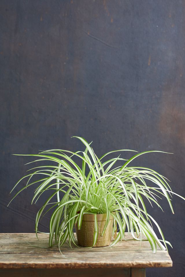 Spider Plant, Metal Pot #1