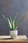Aloe Plant, Speckled Ceramic Pot #1