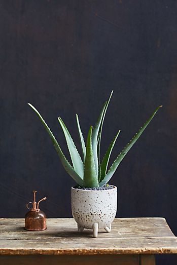 Aloe Plant, Speckled Ceramic Pot