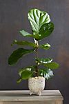 Fiddle Leaf Fig, Ceramic Pot #1
