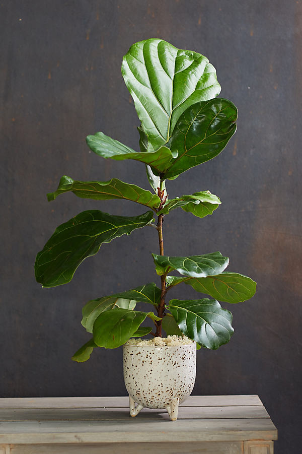 Terrain Fiddle Leaf Fig, Ceramic Pot In Green