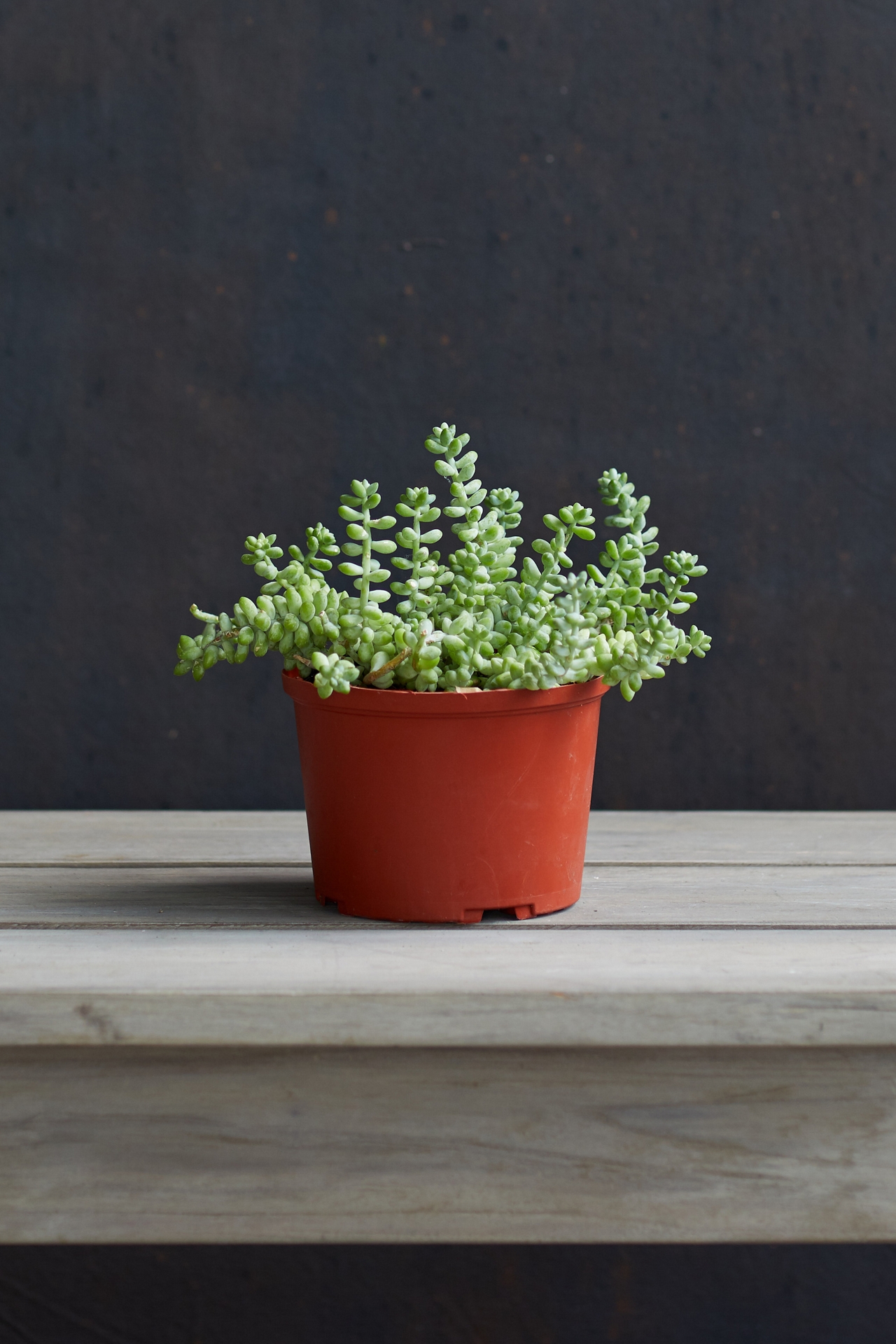 Sedum burro tail