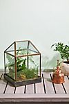 House Cloche with Brass Base #1