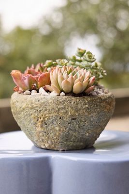 Barnacle Button Bowl Planter
