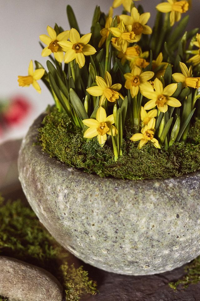 Barnacle Button Bowl Planter #6