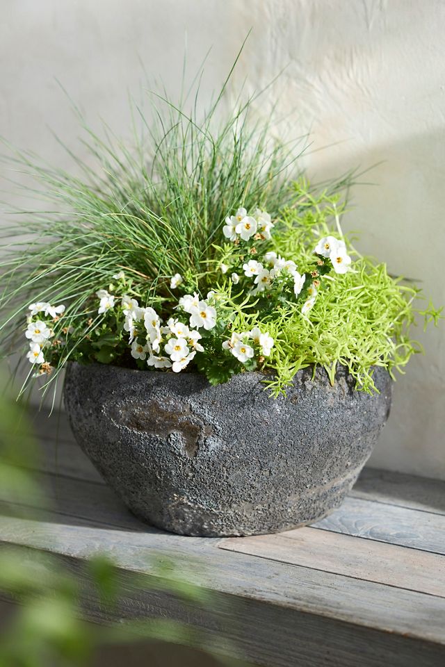 Barnacle Button Bowl Planter #1