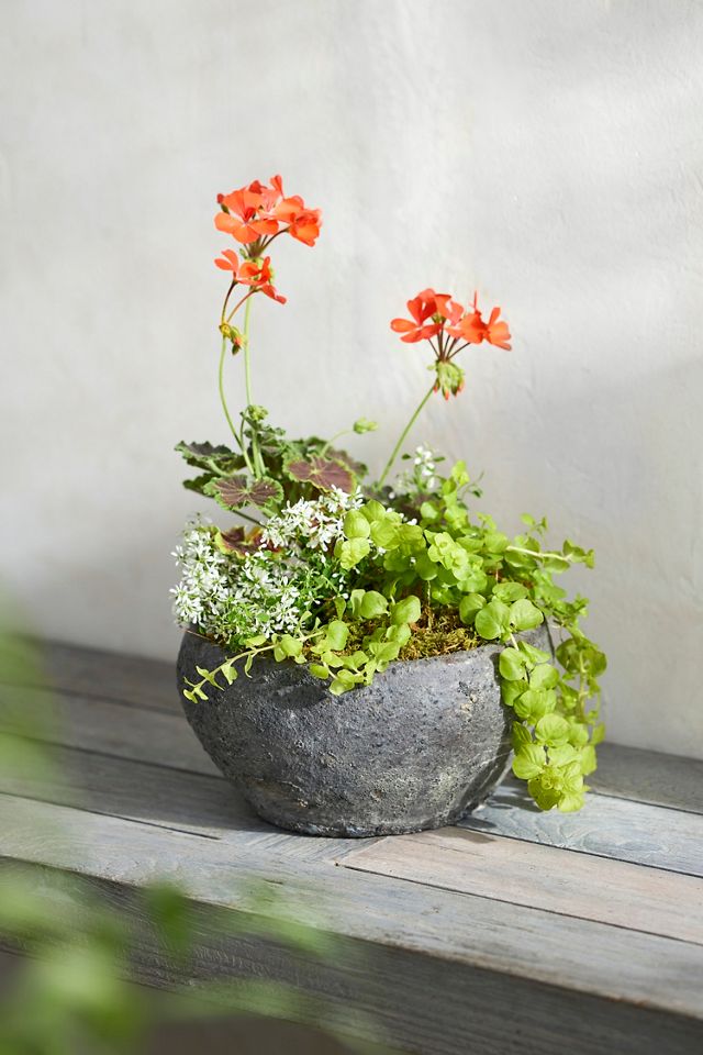 Barnacle Button Bowl Planter #3