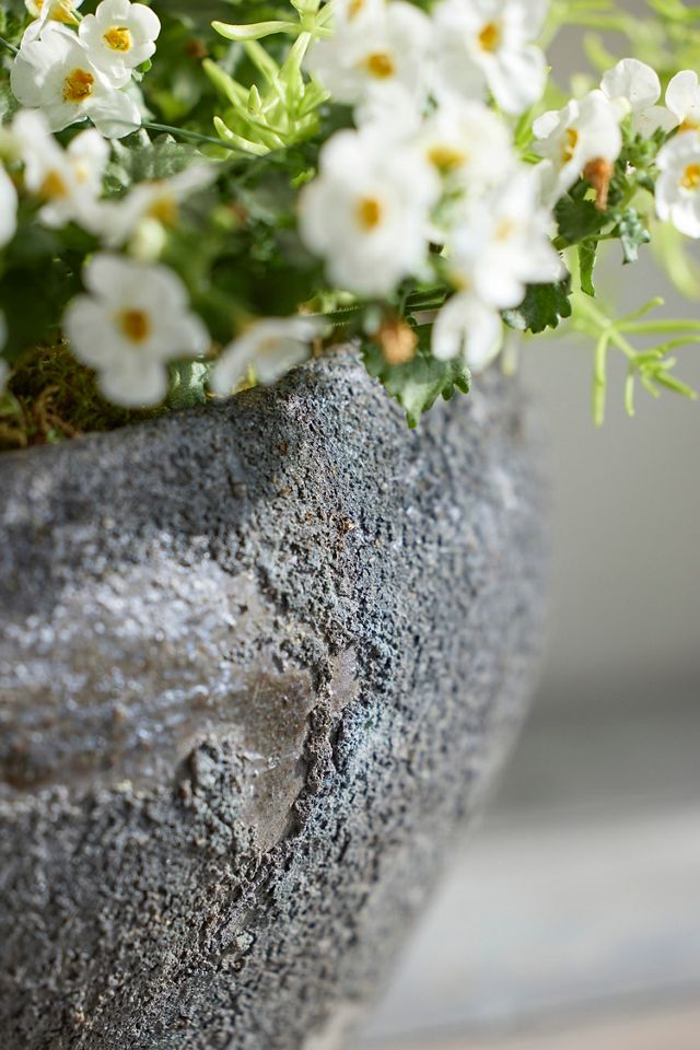 Barnacle Button Bowl Planter #5