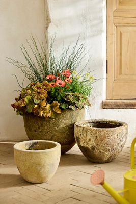 indoor plant pots small Popular Houseplant 12-pack: Easy Plant Variety Pack – Cute & Unique Pl –  Altman Plants main image 1