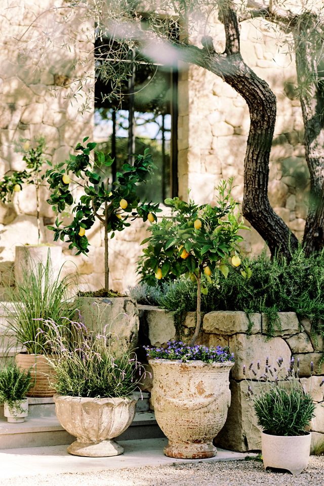Barnacle Tall Egg Planter #5