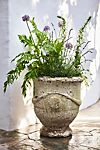 Barnacle French Urn, 19"