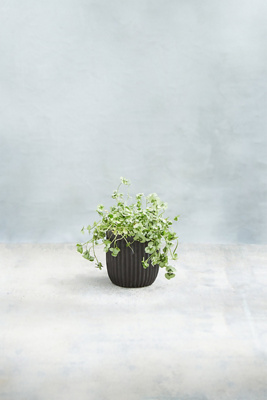 Terrain Fiber Concrete Barrel Pot, 7" In Brown